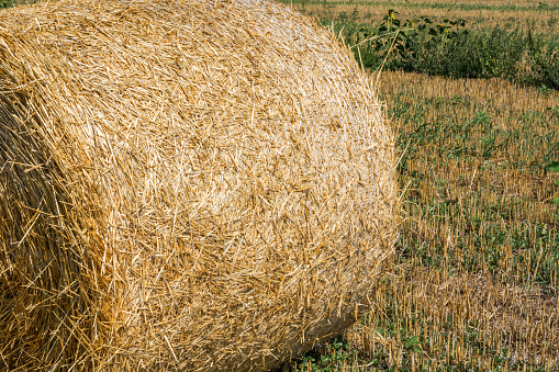 Hay roll closeup, coiled up with rope. Hay texture, background image. Space for text. Copy space.