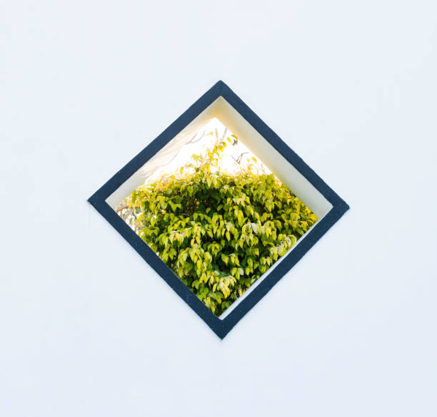 Chinese style window and green plants.
