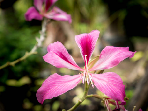 istock Pink Orchid Tree Flowers Blooming 1141215272