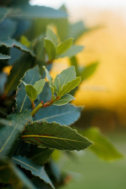 bay leaf tree. the leaves of the tree at sunset. - bay wreath imagens e fotografias de stock