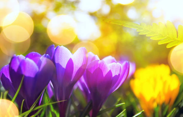 istock Springtime  background. Spring Flowers in Sunlight. Outdoor Nature 1141215661