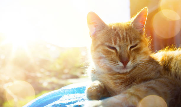 gato relaxado e feliz recebe prazer basking no sol da primavera - white domestic cat ginger kitten - fotografias e filmes do acervo