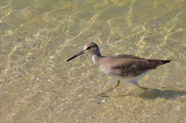 Sandpiper wading in shallow water on the edge of the beach.