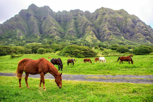 Lone brown horse grazing in Maui upcountry.
