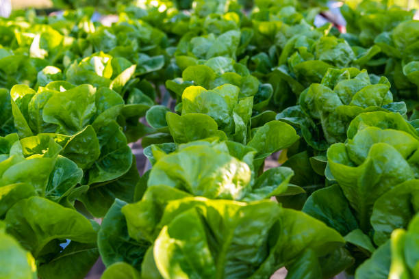 istock Hydroponic salad vegetables lettuce in hydroponics system farm plantation. 1141215760