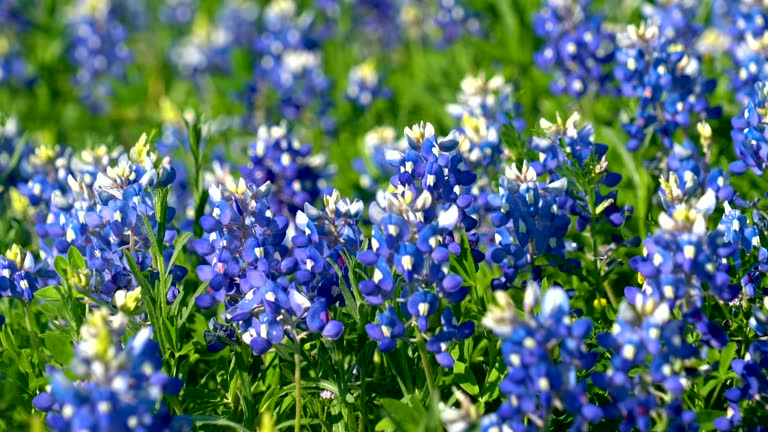 Texas Bluebonnets blowing in the wind