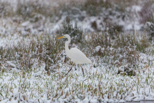 grande aigrette blanche (egretta alba) marchant à travers les prairies enneigées - great white heron snowy egret heron one animal photos et images de collection