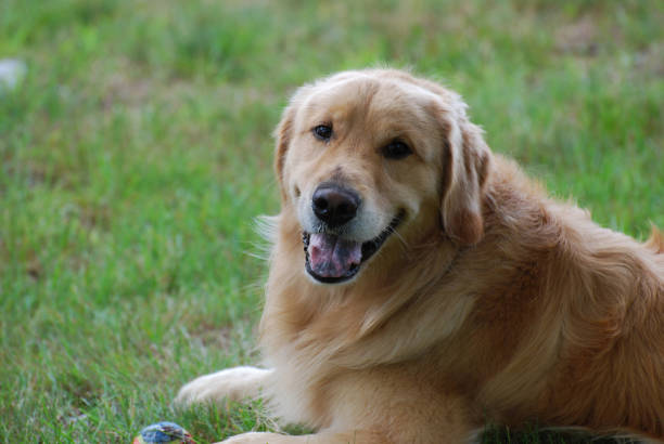 istock Sweet Faced Golden Retriever Dog 1141218198