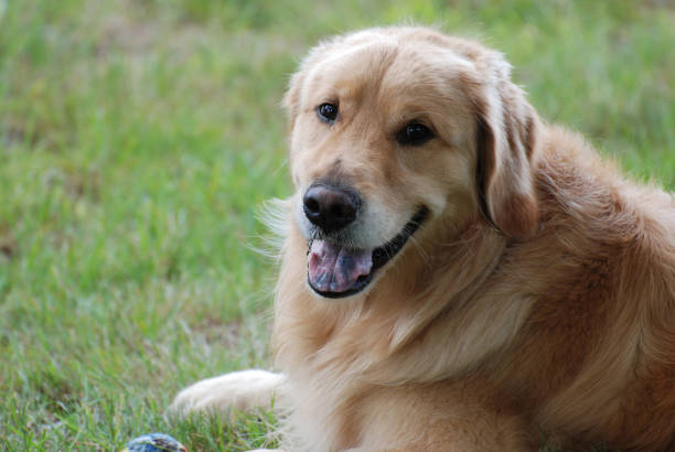 istock Sweet Faced Golden Retriever Dog 1141218210