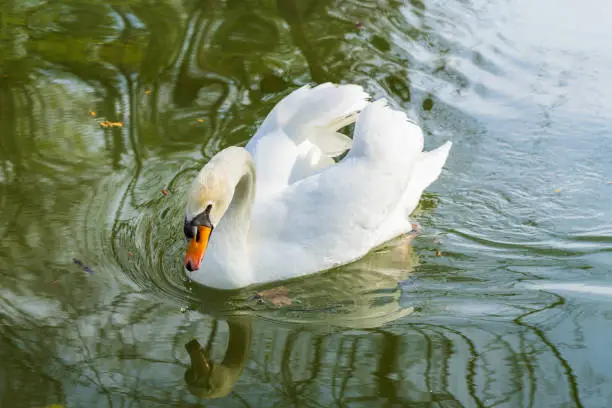 Photo of Swan on a lake