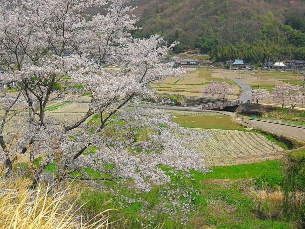 istock Japanese landscape640 Cherry Blossoms 1141221636