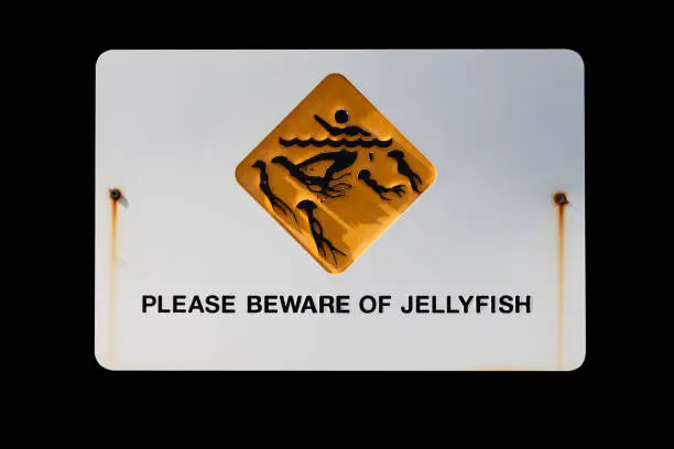 beware jellyfish, metal warning risk about jellyfish isolate on black backgrkound.