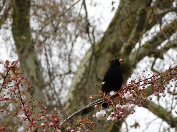 istock Blackbird perching on V-shaped branch with pink cherry blossom 1141224126