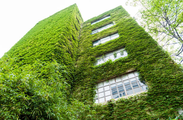 istock Green plants are growing on building walls 1141225024