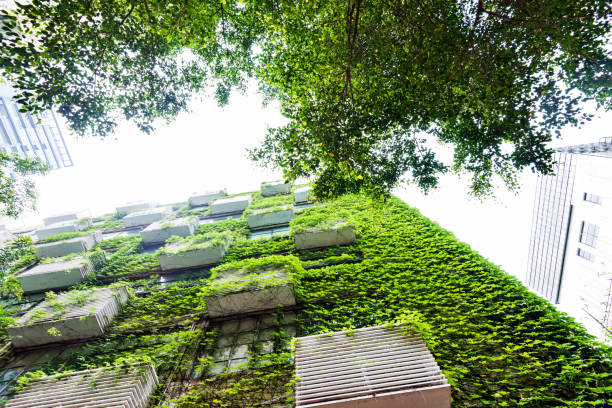 istock Green plants are growing on building walls 1141225034