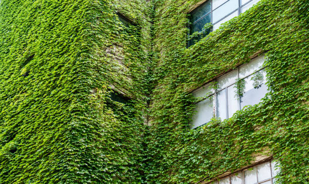 istock Green plants are growing on building walls 1141225063