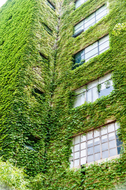 istock Green plants are growing on building walls 1141225217