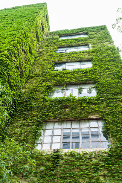 istock Green plants are growing on building walls 1141225260