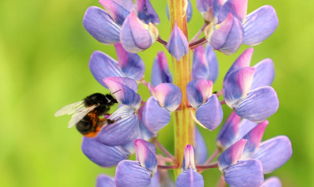 istock Bee bumblebee flying and flower 1141225288