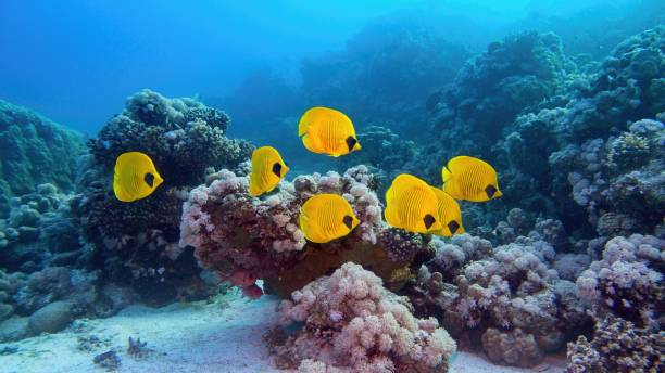 hermoso paisaje submarino-arrecife de coral y el shoal de peces mariposa enmascarados amarillos, pez mantequilla de color azul - tropical fish saltwater fish butterflyfish fish fotografías e imágenes de stock