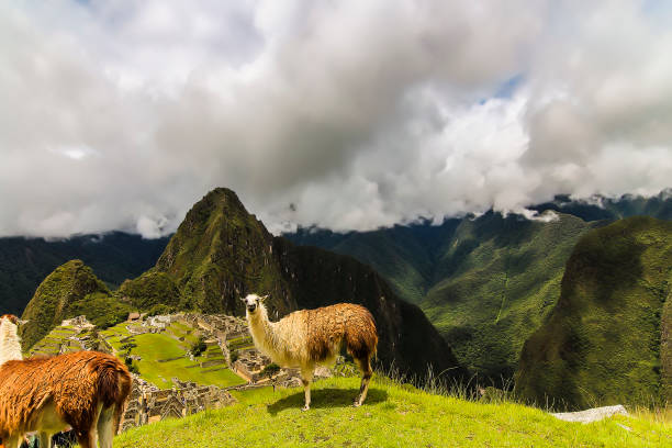 istock Two Llamas on a grass plateau area in Machu Picchu 1141226110