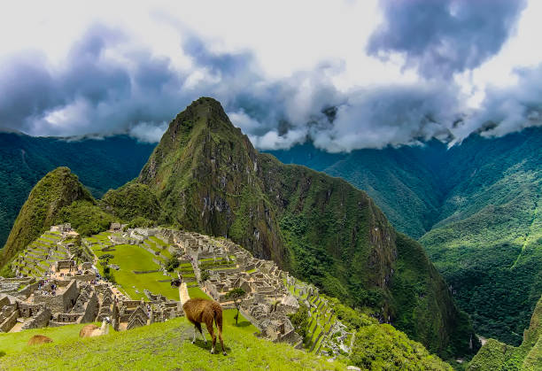 An alpaca at the ruins of Manchu Picchu in the Andes Mountains of Peru.