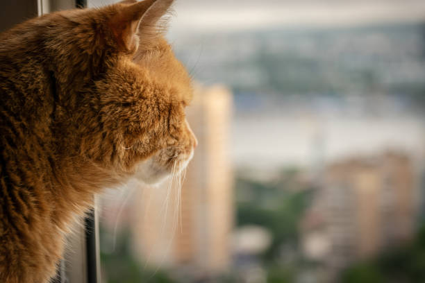 istock Red cat looks out the window. 1141226231