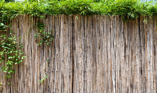 istock Green plants growing on bamboo fence 1141226279
