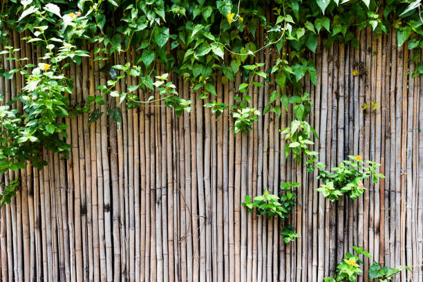 istock Green plants growing on bamboo fence 1141226317