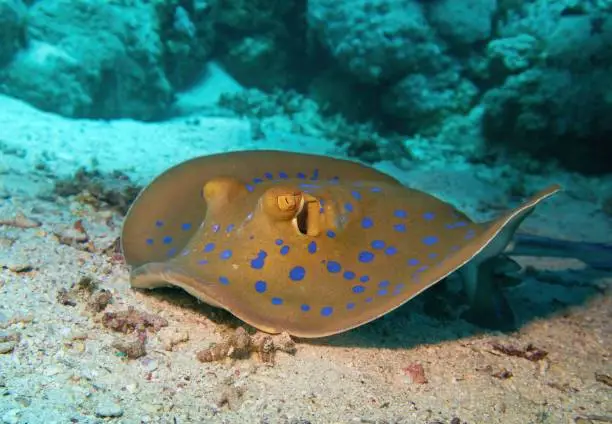 Photo of Blue-spotted stingray or The bluespotted ribbontail ray (Taeniura lymma) , Red Sea Egypt