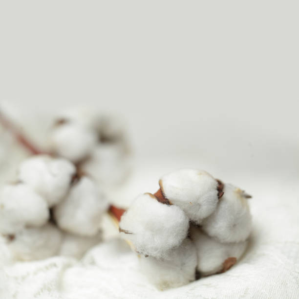 istock White cotton flowers on textile cloth background with copy space 1141228478