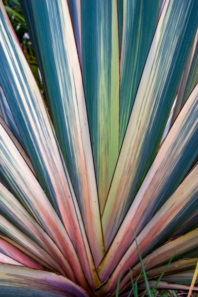 Detail of the colorful leaves of a New Zealand flax. Photographed in the Andean mountains of central Colombia.