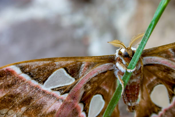 istock Orizaba silkmoth grasping a blade of grass 1141229096