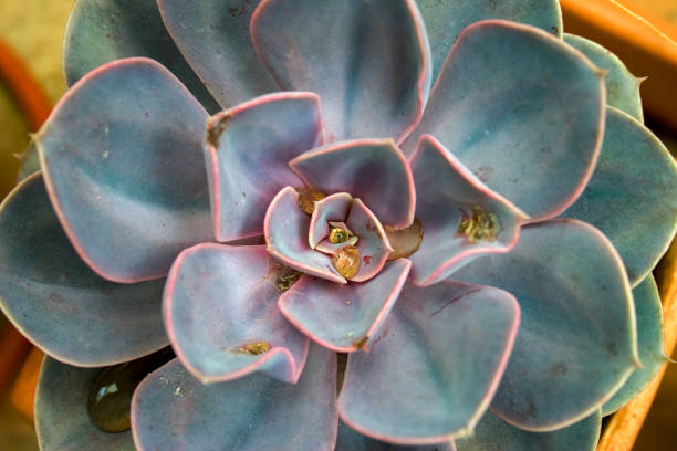 istock Echeveria succulent plant 1141229342