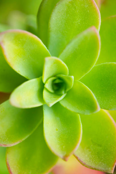 istock macro flower pictures 1141229665