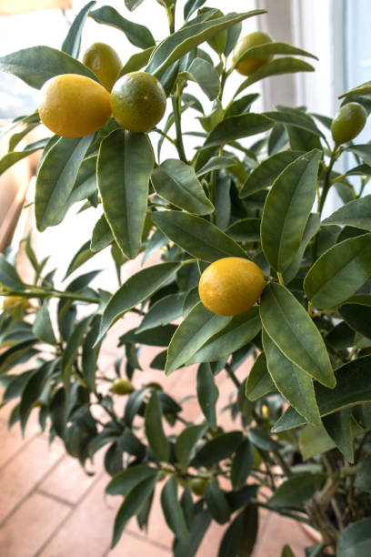 istock Kumquat Fruit on Tree Growing Indoors 1141230335
