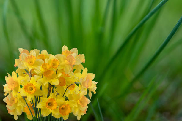 Bouquet of daffodils among the grass.Springtime stock photo