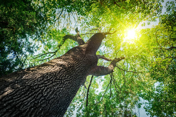 istock Forest trees. nature green wood sunlight backgrounds. 1141230682