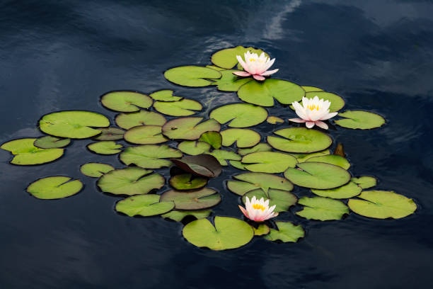 istock Water lilies in a cool, calm pond. Colorado Scenery. 1141231028