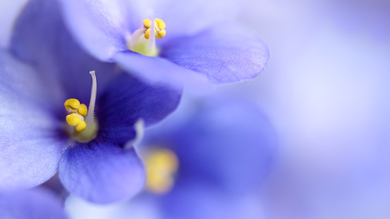 Close-up Soft blue violet flowers background. Violet flowers on gentle blue blurred background. Macro with shallow DOF