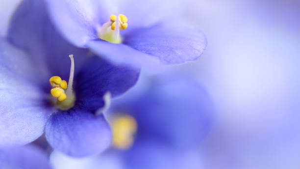 Blue spring flowers soft background Close-up Soft blue violet flowers background. Violet flowers on gentle blue blurred background. Macro with shallow DOF african violet stock pictures, royalty-free photos & images