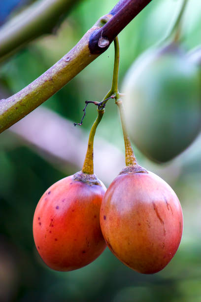 istock Ripe tamarillos hanging from the tree 1141231194