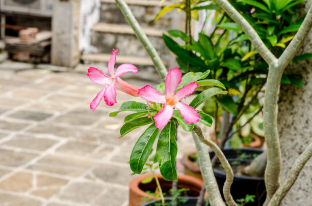 istock Fresh pink flowers on the garden background 1141231318