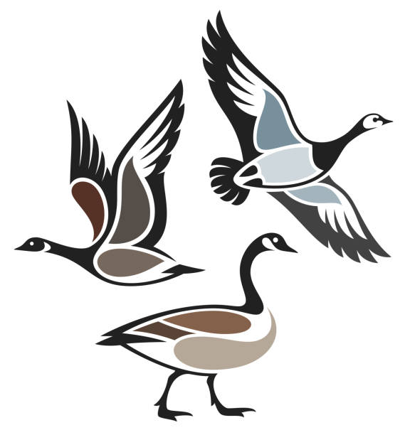 Stylized Birds Stylized Birds - Wild Geese canada goose stock illustrations