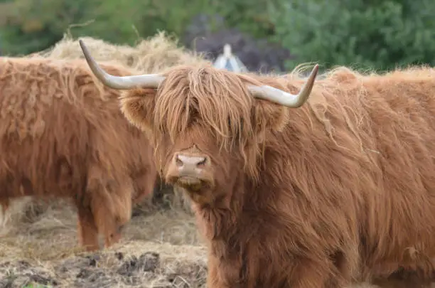 Really cute face on a Highland cow grazing on hay.