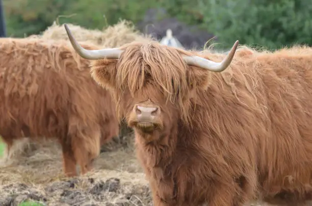 Highland cattle with an adorable face on a Scotland farm.