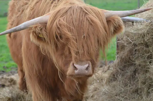 Shaggy Highland cattle beside a pile of hay in Scotland.
