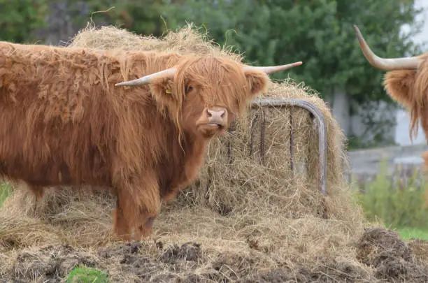 Cute Highland cattle grazing on a bunch of hay.