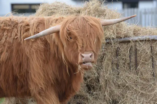 Highland cow munching on a handful of hay in Scotland.
