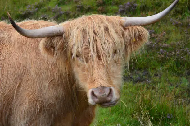 Really cute Highland cattle chewing on a grass.